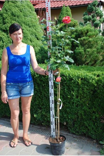 Великоквіткова штамбова троянда з жовто-рожевими пелюстками.